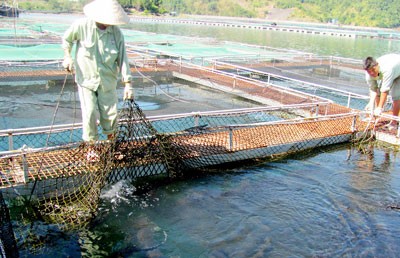 A sturgeon breeding farm in the northern region (Photo: SGGP)